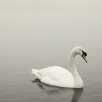 40313 Swan