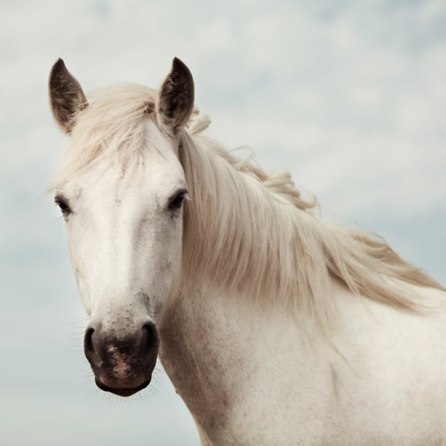 Product Categories Horses | Bentley Licensing Group