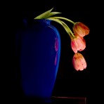 40312 Tulips