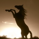 S-31948 Rearing Horse Silhouette