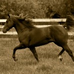 S-31970 In the Open Field