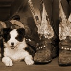 S-35866 Puppies & Boots I